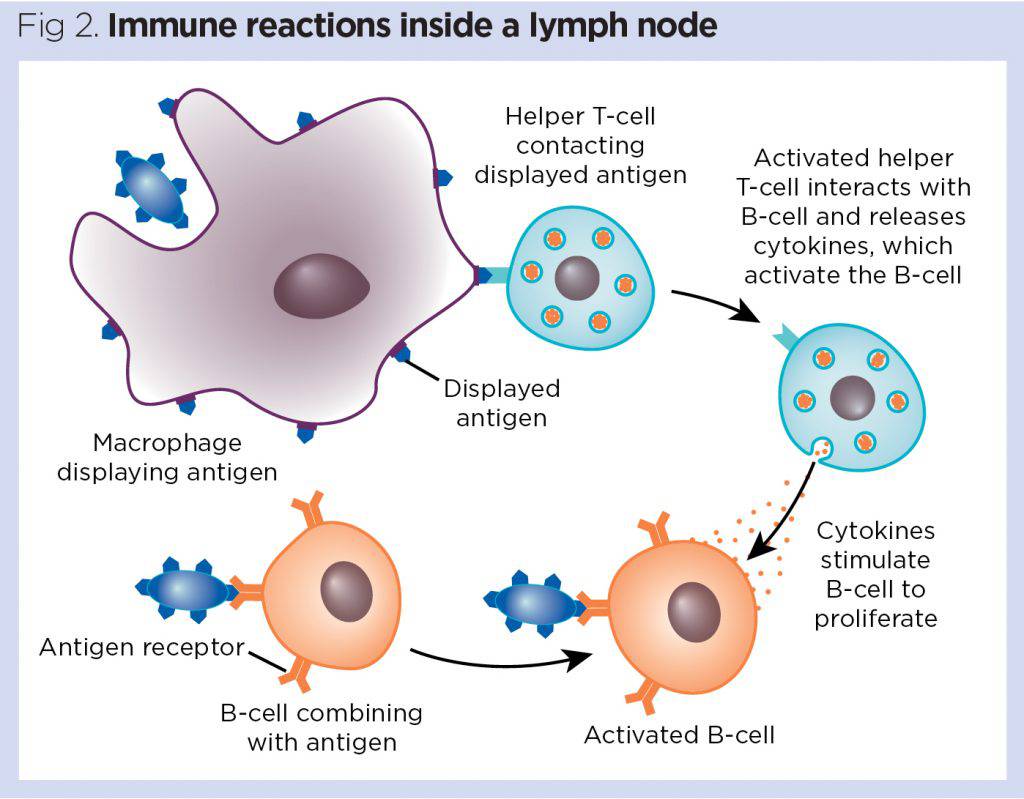 immune reactions insaide lymph node